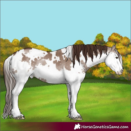 Horse Color:White Spotted Liver Red Dun Splash Rabicano Brindle 