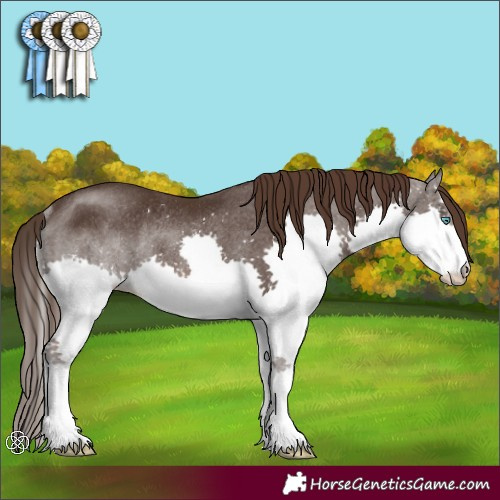 Horse Color:Liver Chestnut Splash Rabicano 