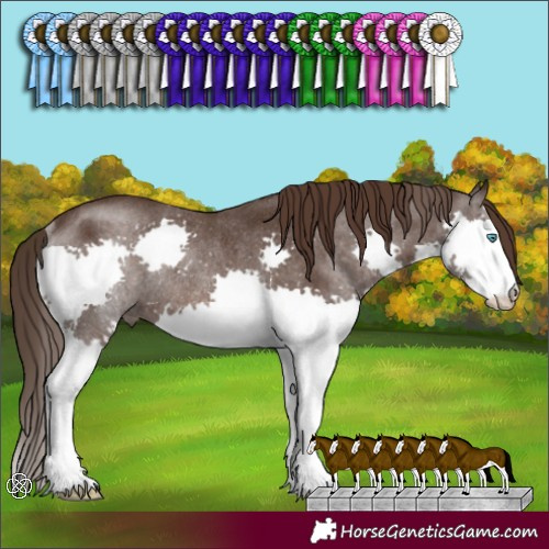 Horse Color:Liver Chestnut Splash Rabicano