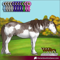 Horse Color:Liver Chestnut Splash Rabicano 