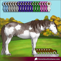 Horse Color:Liver Chestnut Splash Rabicano