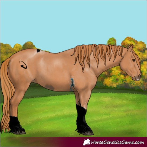 Horse Color:ERROR: UNKNOWN ANOMALY