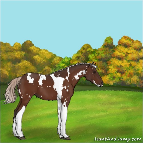 Horse Color:White Spotted Silver Bay Tobiano 