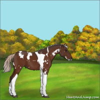 Horse Color:White Spotted Silver Bay Tobiano