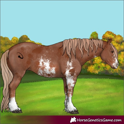 Horse Color:Chestnut Sabino 