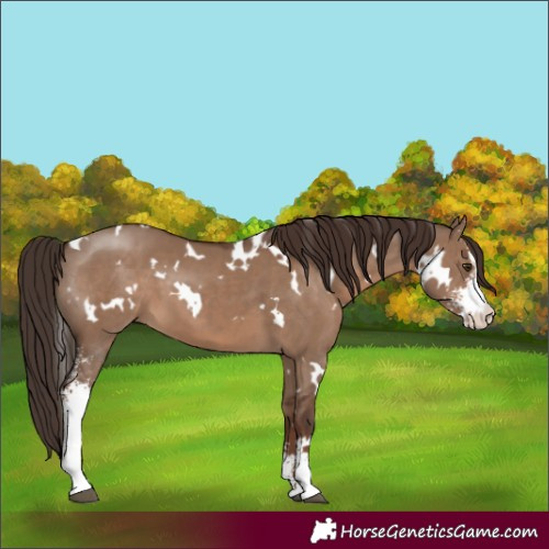 Horse Color:White Spotted Liver Red Dun Sabino 