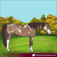 Horse Color:White Spotted Liver Red Dun Sabino 