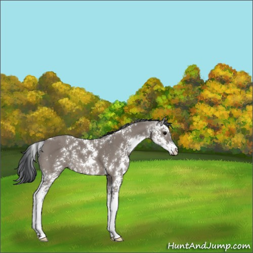 Horse Color:Grullo Sabino 