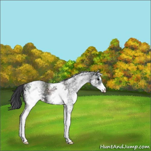 Horse Color:White Spotted Black Sabino 