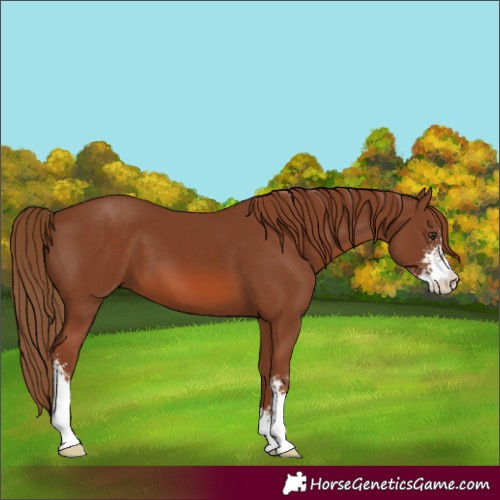 Horse Color:Chestnut Sabino 