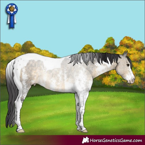 Horse Color:Buckskin Sabino Tobiano 