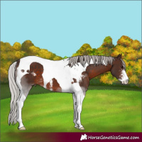 Horse Color:Silver Brown Sabino Tobiano 