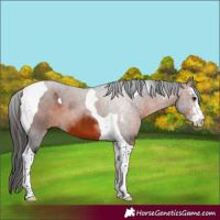 Horse Color:Brown Sabino Tobiano