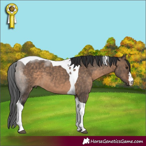 Horse Color:White Spotted Brown Dun Tobiano 