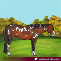 Horse Color:White Spotted Bay Sabino 