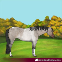 Horse Color:Brown Roan Dun Tobiano 