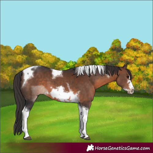 Horse Color:Brown Tobiano Frame 