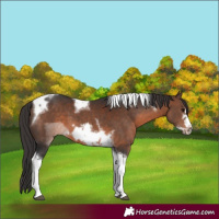 Horse Color:Brown Tobiano Frame 
