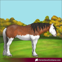 Horse Color:Bay Splash 
