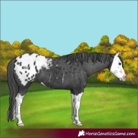 Horse Color:Black Splash Appaloosa