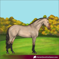 Horse Color:Bay Dun Rabicano 