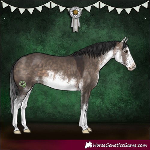 Horse Color:White Spotted Brown Dun 