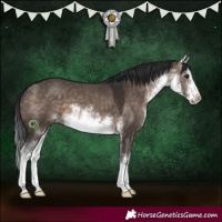 Horse Color:White Spotted Brown Dun 