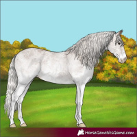 Horse Color:White Spotted Silver Black 
