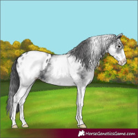 Horse Color:White Spotted Black Appaloosa