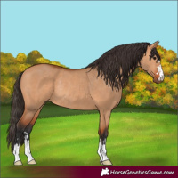 Horse Color:Bay Dun Rabicano