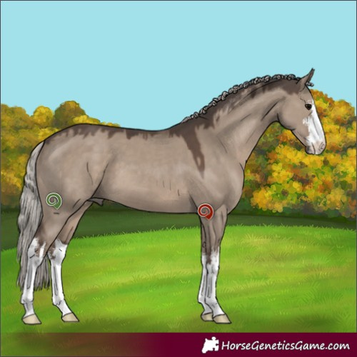 Horse Color:White Spotted Silver Grullo 