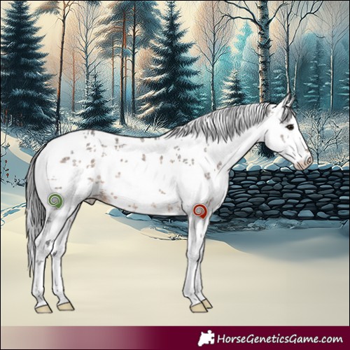 Horse Color:White Spotted Brown Dun Sabino 