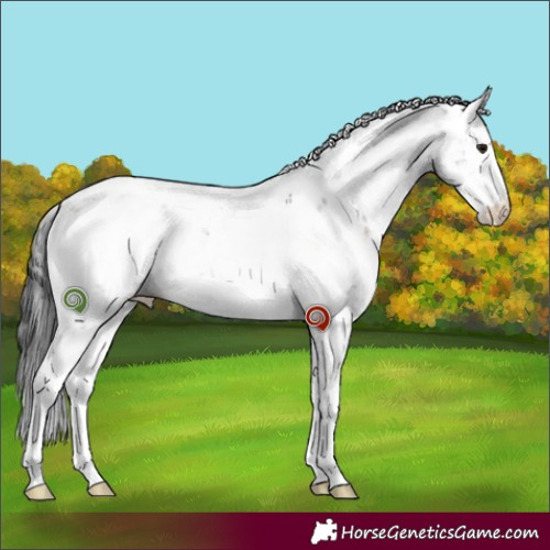 Horse Color:Brown Dun Sabino 