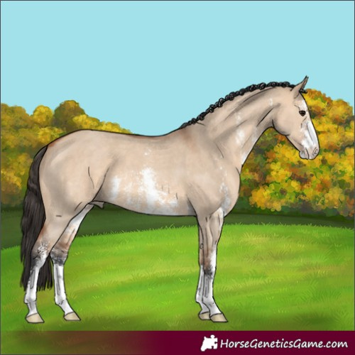 Horse Color:Bay Dun Sabino 