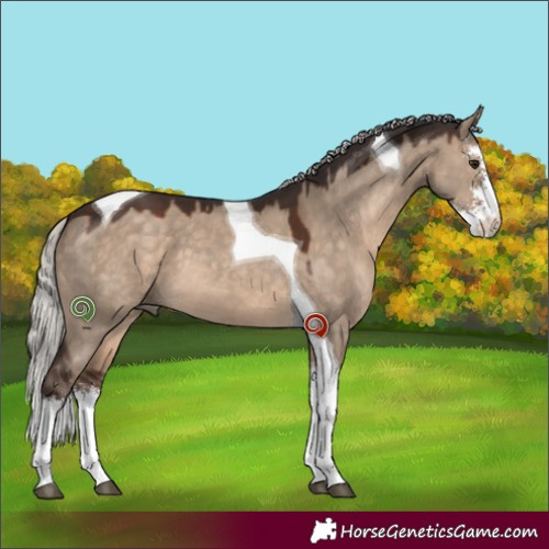 Horse Color:Silver Brown Dun Sabino Tobiano 