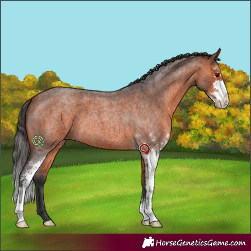 Horse Color:Bay Roan Sabino 
