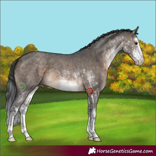 Horse Color:White Spotted Brown Dun 