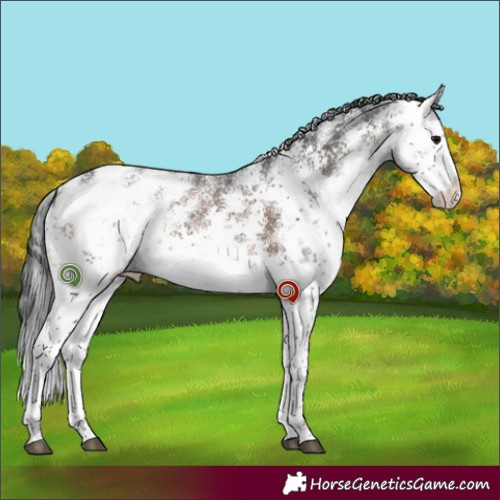 Horse Color:White Spotted Brown Sabino Appaloosa 