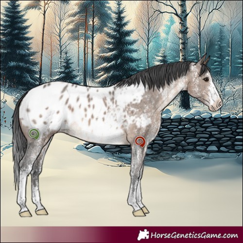 Horse Color:White Spotted Brown Dun Appaloosa 