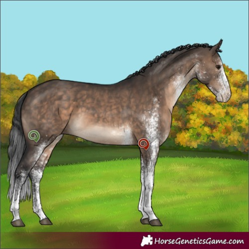 Horse Color:White Spotted Brown Dun 