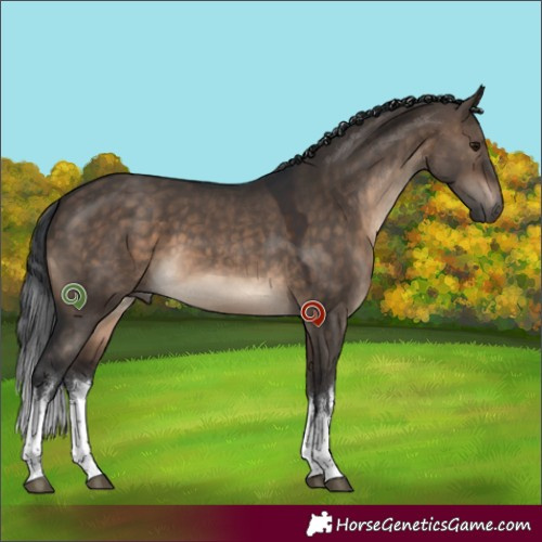 Horse Color:White Spotted Brown Dun 