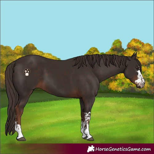 Horse Color:Liver Chestnut  and Liver Chestnut 