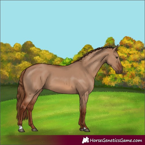 Horse Color:Red Dun 