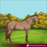 Horse Color:Red Dun 