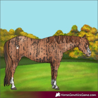 Horse Color:Liver Chestnut  and Gold Champagne 