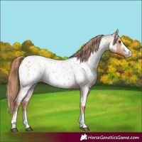 Horse Color:Red Roan Sabino Near Leopard