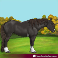 Horse Color:Liver Chestnut Tobiano 