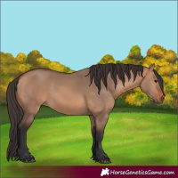 Horse Color:Bay Dun 