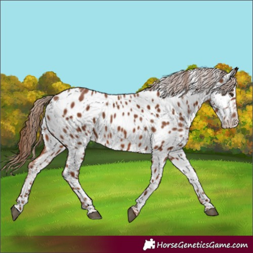 Horse Color:Chestnut Near Leopard