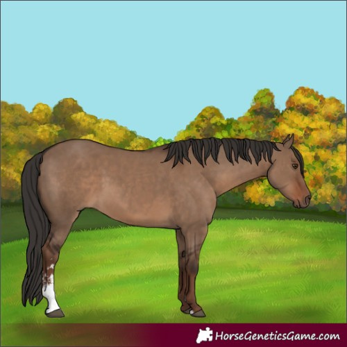 Horse Color:Liver Red Dun Sabino